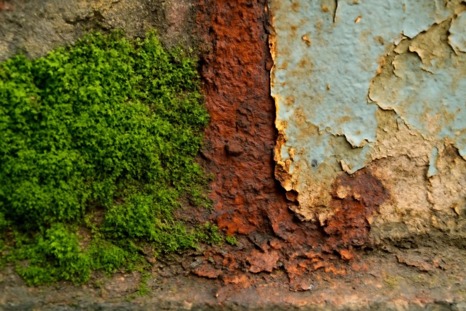 Close-up photograph of moss, rust, and peeling paint forming a small scene